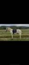 Cheval onc espagnol