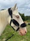 Cheval onc espagnol