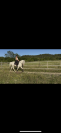 Cheval onc espagnol