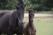 Potro PRE Pura Raza Española En venta 2025 Negro por Avero PA