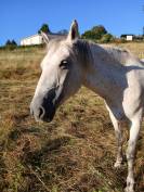 Jument ONC typée camargue 1m40 7 ans