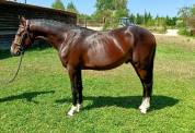 Mâle de 3 ans X Movie Star Tilia