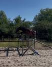 Mâle de 3 ans X Movie Star Tilia