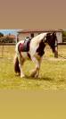 Jolie croisé Irish Cob 4 ans