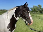 Jolie croisé Irish Cob 4 ans