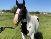 Jolie croisé Irish Cob 4 ans