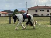 Jolie croisé Irish Cob 4 ans