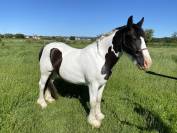 Jolie croisé Irish Cob 4 ans