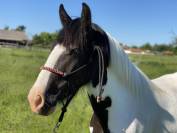 Jolie croisé Irish Cob 4 ans