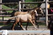 Draagmerrie Duitse rijpony  Te koop 2015 Isabel ,  Kennedy WE (DRP)
