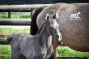 Draagmerrie Duitse rijpony  Te koop 2015 Isabel ,  Kennedy WE (DRP)