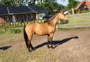 Draagmerrie Duitse rijpony  Te koop 2015 Isabel ,  Kennedy WE (DRP)