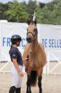 Draagmerrie Duitse rijpony  Te koop 2015 Isabel ,  Kennedy WE (DRP)