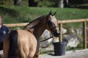 Draagmerrie Duitse rijpony  Te koop 2015 Isabel ,  Kennedy WE (DRP)