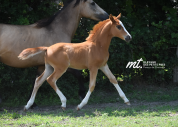 Draagmerrie Duitse rijpony  Te koop 2015 Isabel ,  Kennedy WE (DRP)
