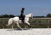 Super hongre de 4ans 