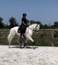 Super hongre de 4ans 