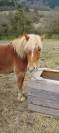 Poney Haflinger 