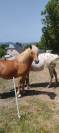 Poney Haflinger 