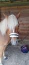 Poney Haflinger 
