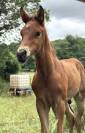 POULAIN DE L’ANNÉE (CORNET’S PRINZ X BALOUBET DIAMANT) 