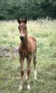 POULAIN DE L’ANNÉE (CORNET’S PRINZ X BALOUBET DIAMANT) 