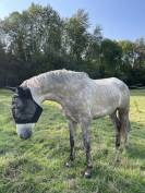 Petit cheval avec gros potentiel 