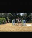Petit cheval avec gros potentiel 