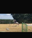 Petit cheval avec gros potentiel 