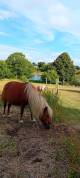 Poney ONCP 