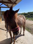 ponette pour loisirs ou compagnie 