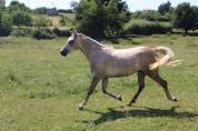 hongre pur sang arabe de 3 ans,  endurance