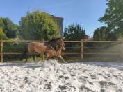 Foal Selle Français 