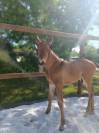 Foal Selle Français 
