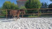 Foal Selle Français 