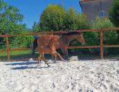 Foal Selle Français 