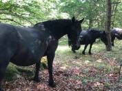 Jument Mérens poulinière GESTANTE