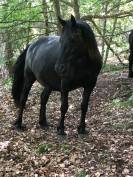 Jument Mérens poulinière GESTANTE
