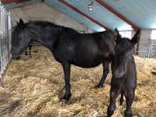 Yegua M&eacute;rens En venta 2019 Negro