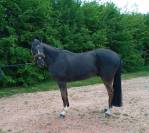 cheval de famille