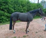 cheval de famille