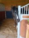 cheval de famille