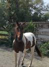 cheval paint horse 