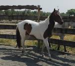 cheval paint horse 
