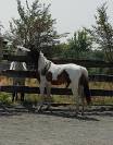cheval paint horse 