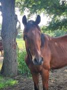 Hongre 2 ans Anglo Arabe