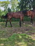 Hongre 2 ans Anglo Arabe