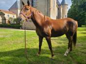 Hongre 10 ans Sport