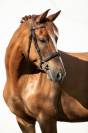 Lovely Young Mare with MSLT Pedigree, in Foal to Tokyo 
