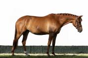 Lovely Young Mare with MSLT Pedigree, in Foal to Tokyo 